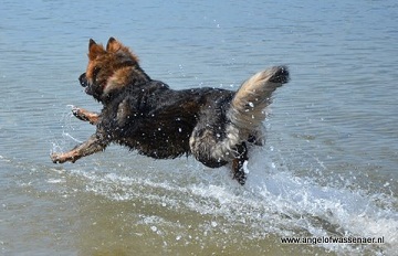 Wolfsgrauwe Oudduitse Herder springt in het water